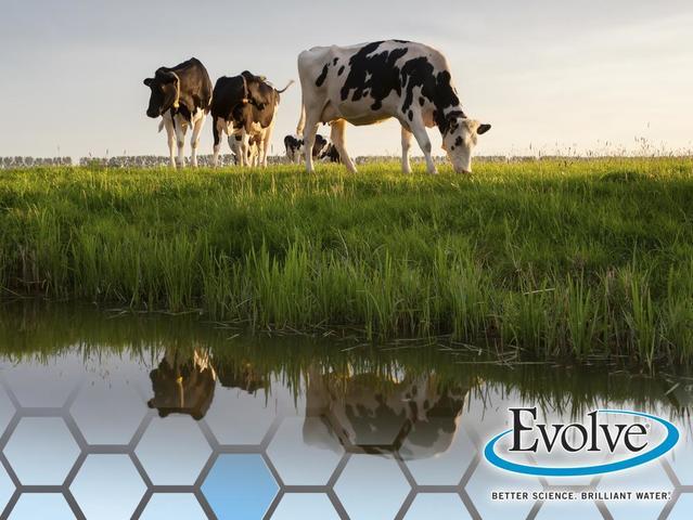 cows in a pasture near a pond